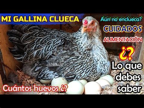 Todo lo que necesitas saber sobre la gallina clueca: comportamiento.